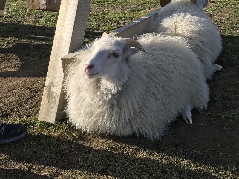 2017/08(August)/Iceland/4Star/800x600_2017-08-31-Iceland-161-Saenautasel-Hobbit-Home-sheep.JPG