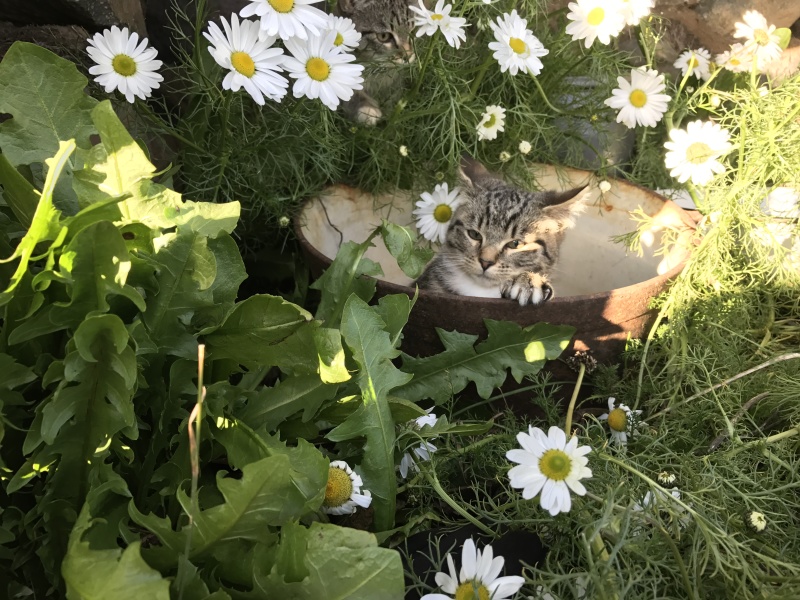 2017/08(August)/Iceland/4Star/800x600_2017-08-31-Iceland-169-Saenautasel-Hobbit-Home-kitty.JPG