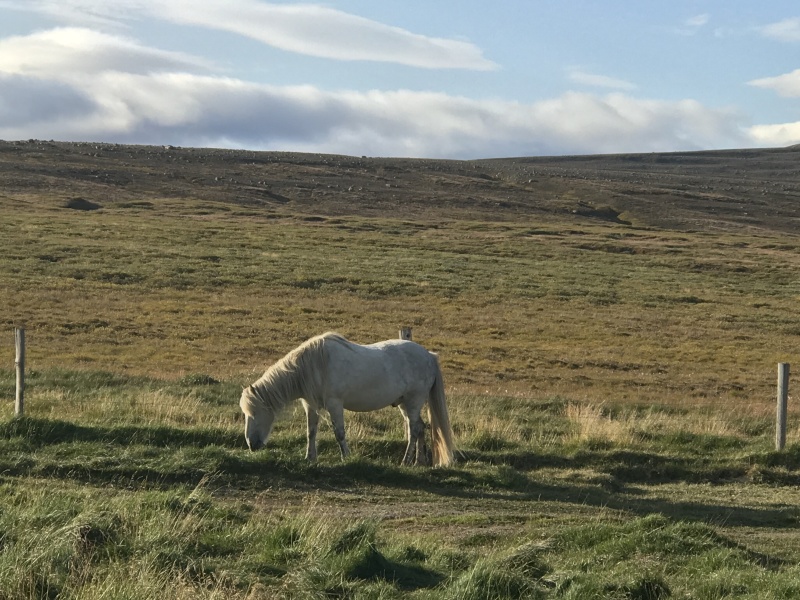2017-08-31-Iceland-170-Saenautasel-Hobbit-Home-horse.JPG
