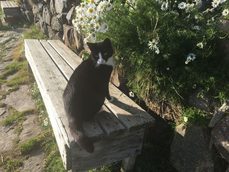 2017/08(August)/Iceland/4Star/800x600_2017-08-31-Iceland-171-Saenautasel-Hobbit-Home-kitty.JPG