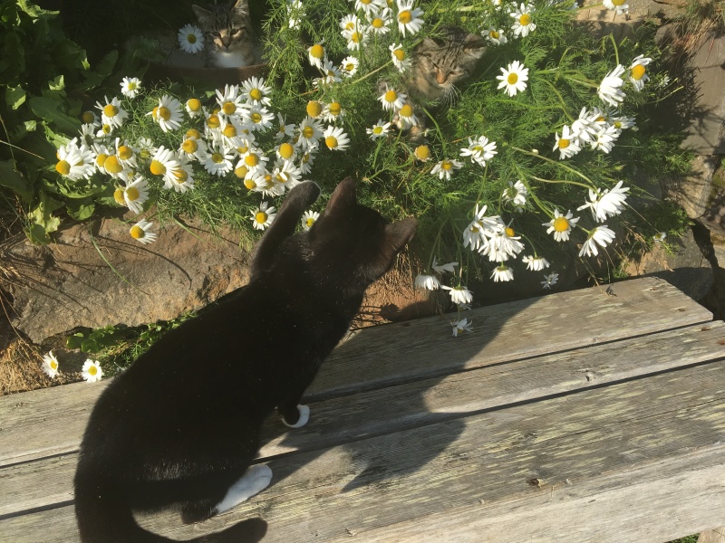 2017/08(August)/Iceland/4Star/800x600_2017-08-31-Iceland-172-Saenautasel-Hobbit-Home-kitty.JPG