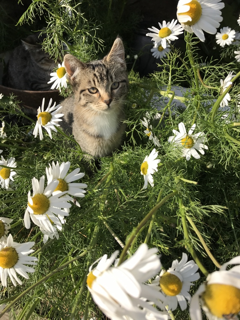 2017/08(August)/Iceland/4Star/800x600_2017-08-31-Iceland-176-Saenautasel-Hobbit-Home-kitty.JPG