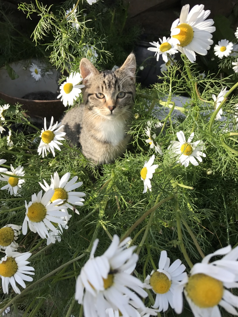 2017/08(August)/Iceland/4Star/800x600_2017-08-31-Iceland-177-Saenautasel-Hobbit-Home-kitty.JPG
