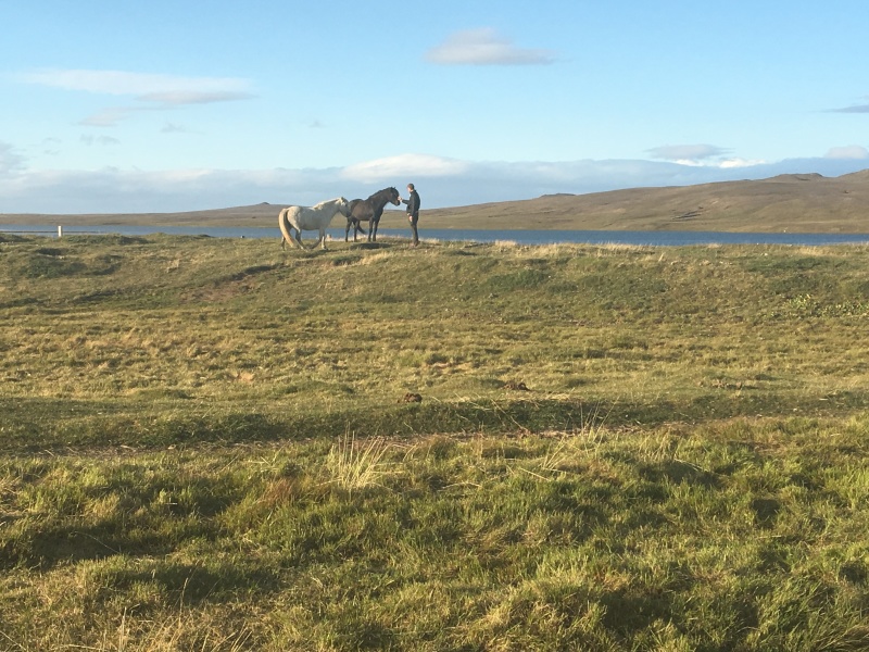 2017-08-31-Iceland-205-Saenautasel-Hobbit-Home-Travis-horses.JPG