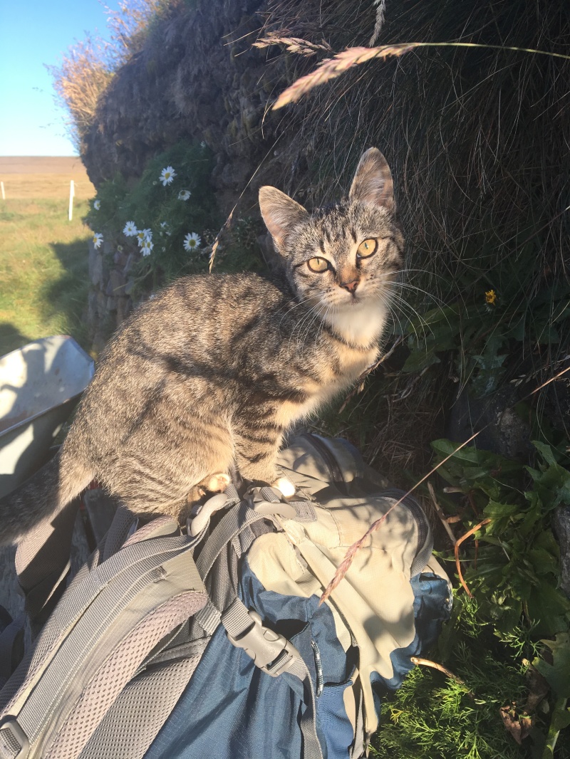 2017/08(August)/Iceland/4Star/800x600_2017-09-01-Iceland-002-Saenautasel-Hobbit-Home-kitty.JPG