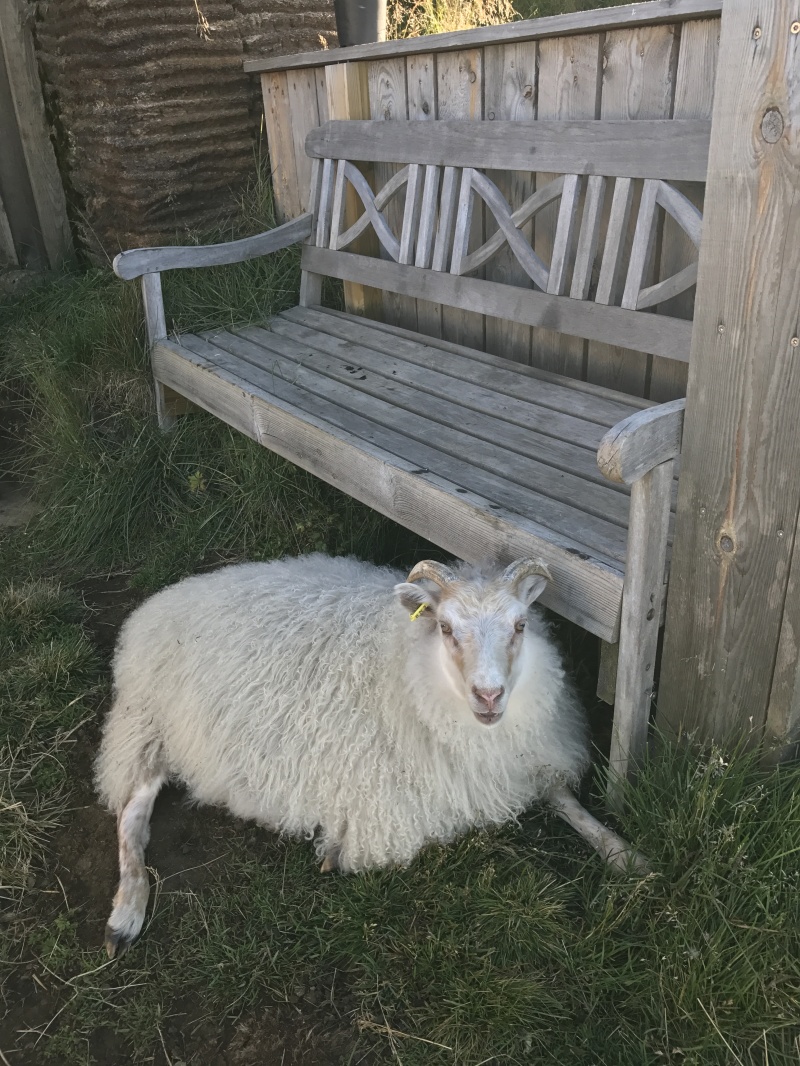 2017/08(August)/Iceland/4Star/800x600_2017-09-01-Iceland-005-Saenautasel-Hobbit-Home-sheep.JPG