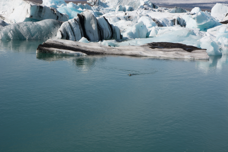 2017-09-01-Iceland-051-Jokulsarlon-Glacier-Lagoon-seal.jpg