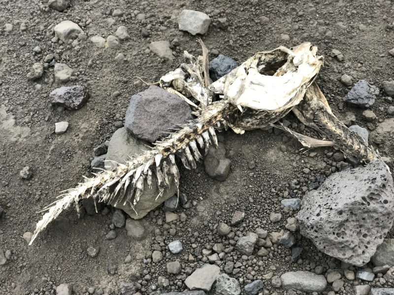 2017/08(August)/Iceland/4Star/800x600_2017-09-02-Iceland-79-Vestmannaeyjar-small-volcanic-island-dead-fish.JPG