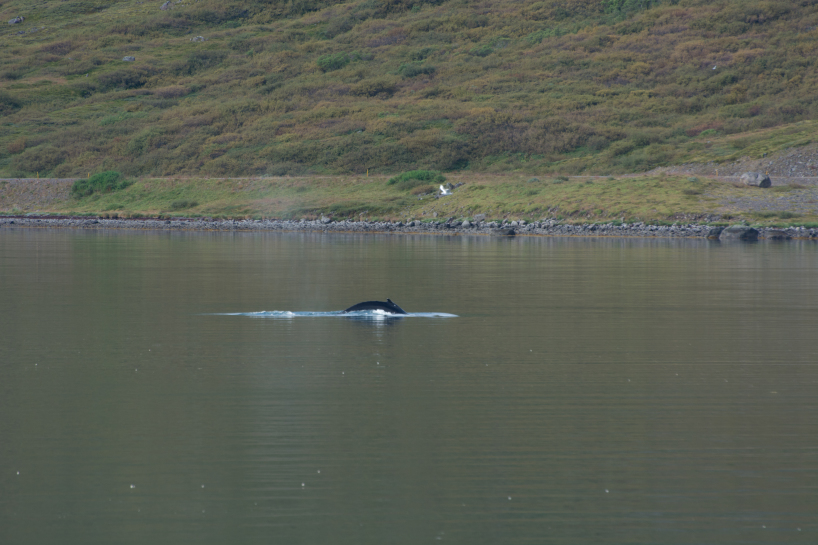 2017-08-29-Iceland-058-near-Djupvegur-whale-watching.jpg