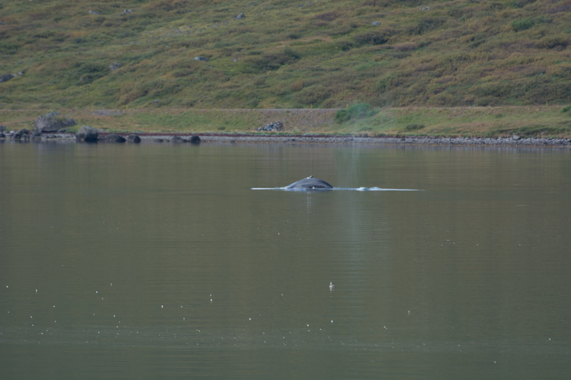 2017-08-29-Iceland-060-near-Djupvegur-whale-watching.jpg