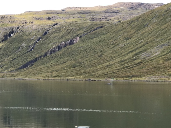 2017-08-29-Iceland-061-near-Djupvegur-whale-watching.JPG