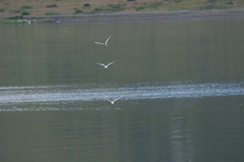 2017-08-29-Iceland-062-near-Djupvegur-whale-watching-3-seagulls.jpg