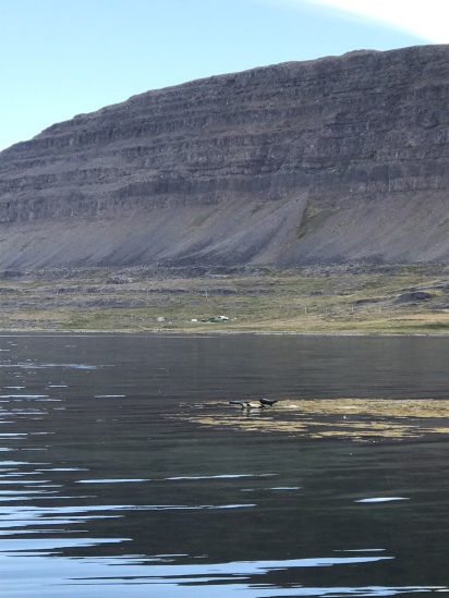 2017-08-29-Iceland-066-near-Djupvegur-seals.JPG
