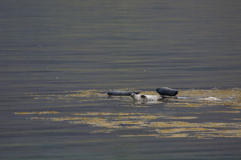 2017-08-29-Iceland-067-near-Djupvegur-seals.jpg