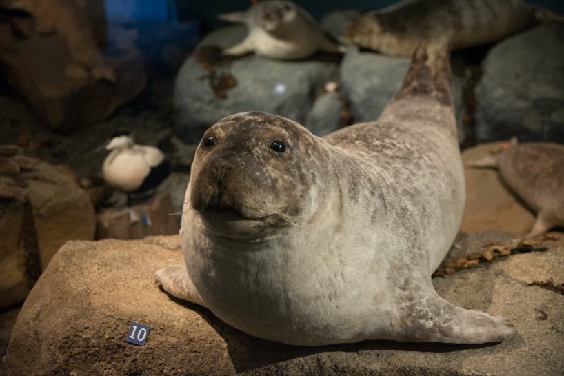 2017-08-29-Iceland-121-Hvammstangi-Seal-Center.jpg