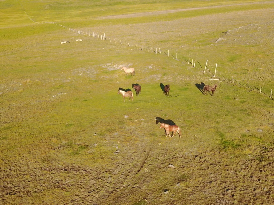 2017-08-29-Iceland-136-Hvammstangi-drone-horses.JPG