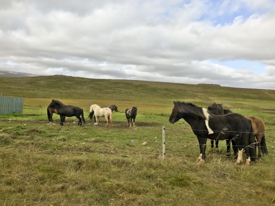 2017-08-30-Iceland-038-horses.jpg
