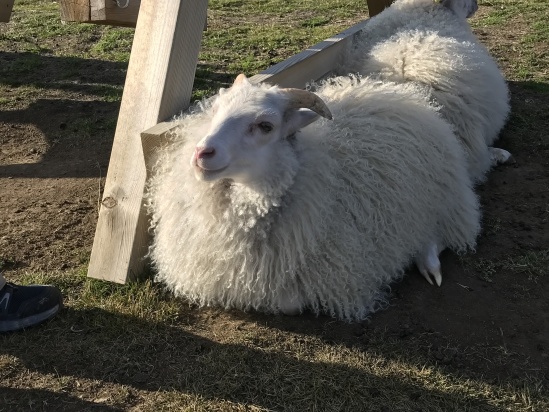 2017-08-31-Iceland-161-Saenautasel-Hobbit-Home-sheep.JPG