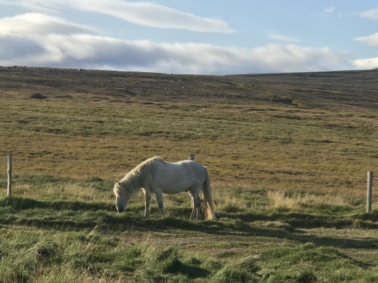 2017-08-31-Iceland-170-Saenautasel-Hobbit-Home-horse.JPG