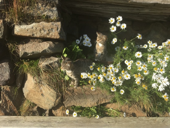 2017-08-31-Iceland-173-Saenautasel-Hobbit-Home-kitty.JPG