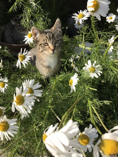 2017-08-31-Iceland-176-Saenautasel-Hobbit-Home-kitty.JPG
