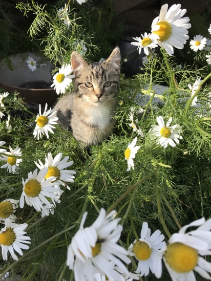 2017-08-31-Iceland-177-Saenautasel-Hobbit-Home-kitty.JPG