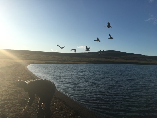 2017-08-31-Iceland-210-Saenautasel-Hobbit-Home-Travis-geese.JPG