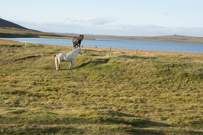 2017-08-31-Iceland-212-Saenautasel-Hobbit-Home-horses.jpg