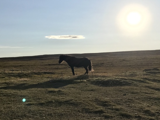 2017-08-31-Iceland-213-Saenautasel-Hobbit-Home-horse.JPG