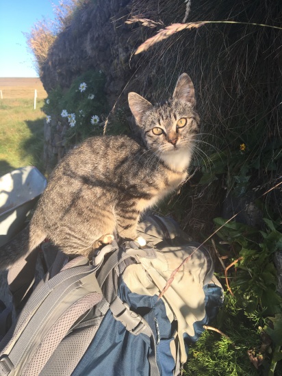 2017-09-01-Iceland-002-Saenautasel-Hobbit-Home-kitty.JPG