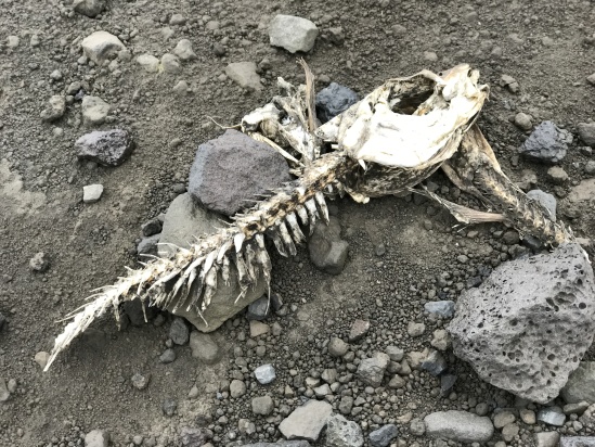 2017-09-02-Iceland-79-Vestmannaeyjar-small-volcanic-island-dead-fish.JPG