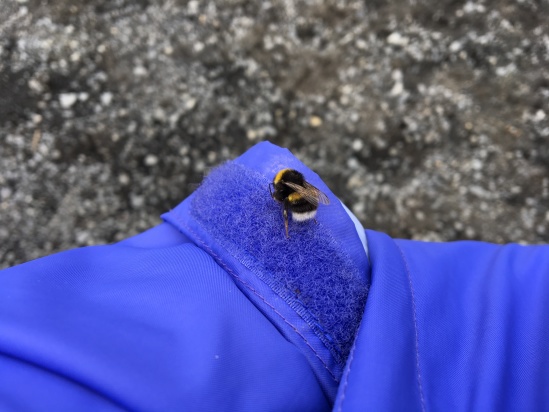 2017-09-03-Iceland-051-Urrioafoss-bee.JPG