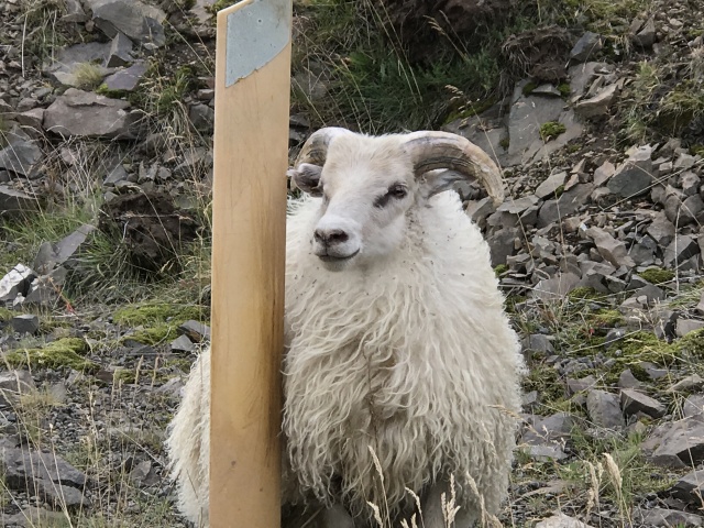 2017-08-28-Iceland-039-photogenic-sheep-GOOD.JPG