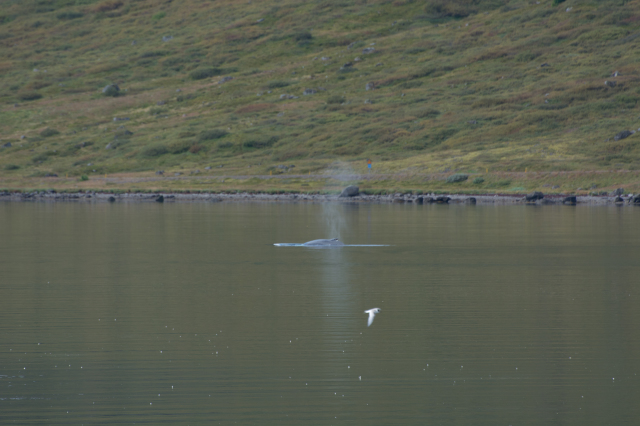 2017-08-29-Iceland-063-near-Djupvegur-whale-watching-seagull.jpg