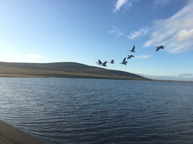 2017-08-31-Iceland-209-Saenautasel-Hobbit-Home-geese.JPG