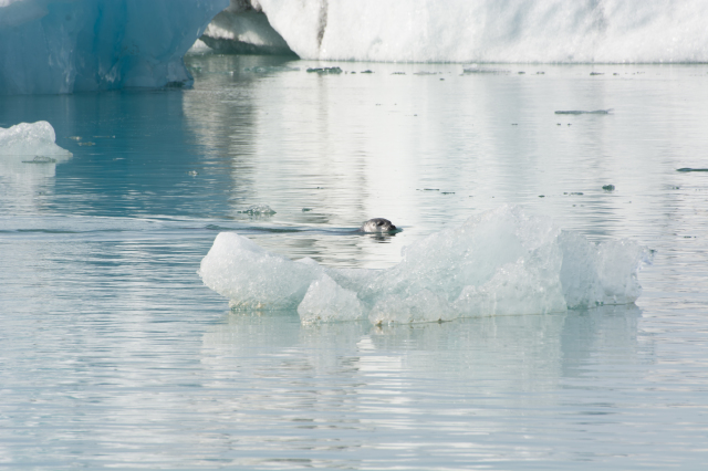2017-09-01-Iceland-066-Jokulsarlon-Glacier-Lagoon-seal.jpg
