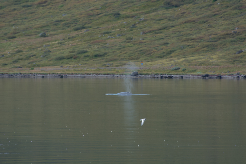 2017-08-29-Iceland-063-near-Djupvegur-whale-watching-seagull.jpg