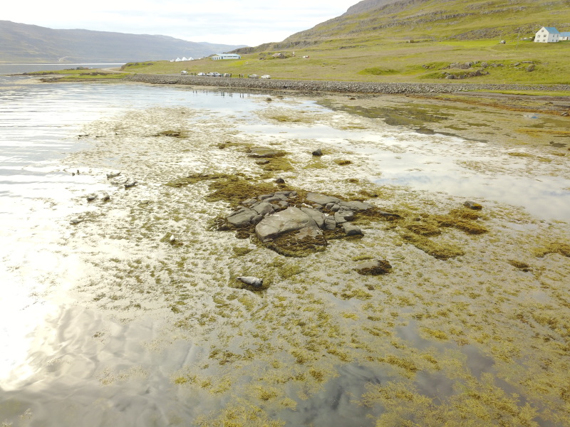 2017-08-29-Iceland-069-near-Djupvegur-seals-drone.JPG