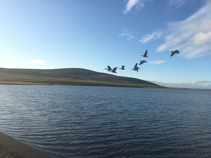 2017-08-31-Iceland-209-Saenautasel-Hobbit-Home-geese.JPG