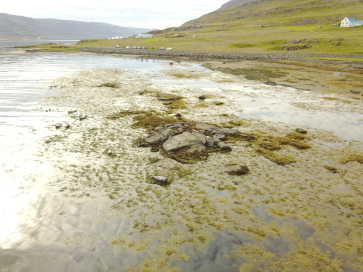 2017-08-29-Iceland-069-near-Djupvegur-seals-drone.JPG