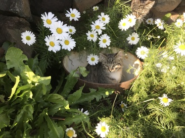 2017-08-31-Iceland-167-Saenautasel-Hobbit-Home-kitty.JPG