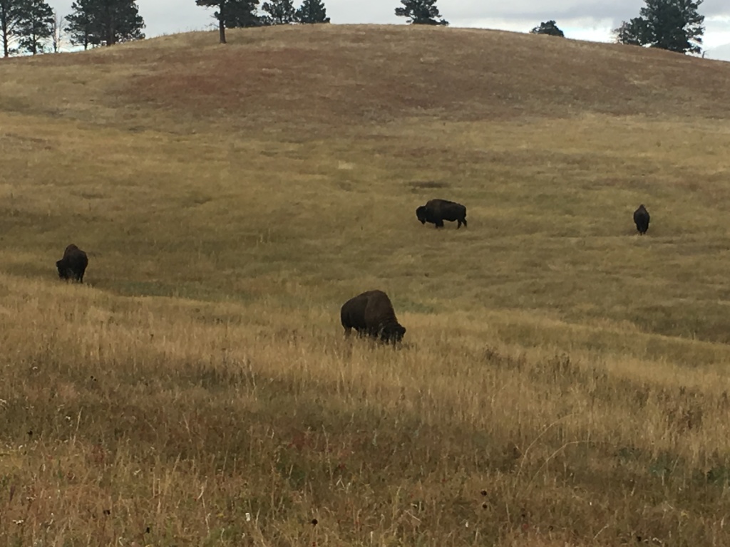 2017/09(September)/Chicago-South-Dakota/1024x768_2017-09-25-Custer-State-Park-02.JPG