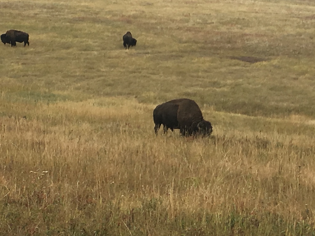 2017/09(September)/Chicago-South-Dakota/1024x768_2017-09-25-Custer-State-Park-04.JPG