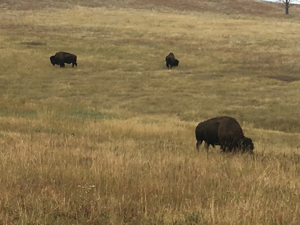2017/09(September)/Chicago-South-Dakota/1024x768_2017-09-25-Custer-State-Park-05.JPG