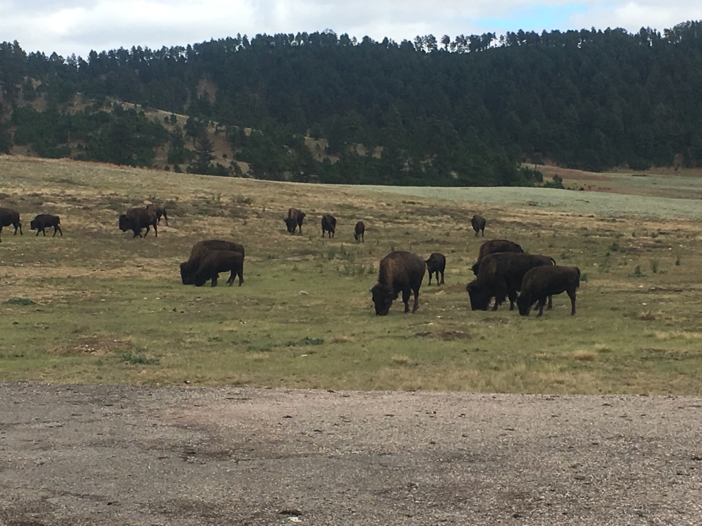 2017/09(September)/Chicago-South-Dakota/1024x768_2017-09-25-Custer-State-Park-08.JPG