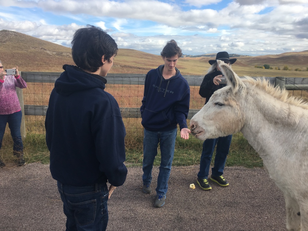 2017/09(September)/Chicago-South-Dakota/1024x768_2017-09-25-Custer-State-Park-14-Dax-Chance-Donkey.JPG