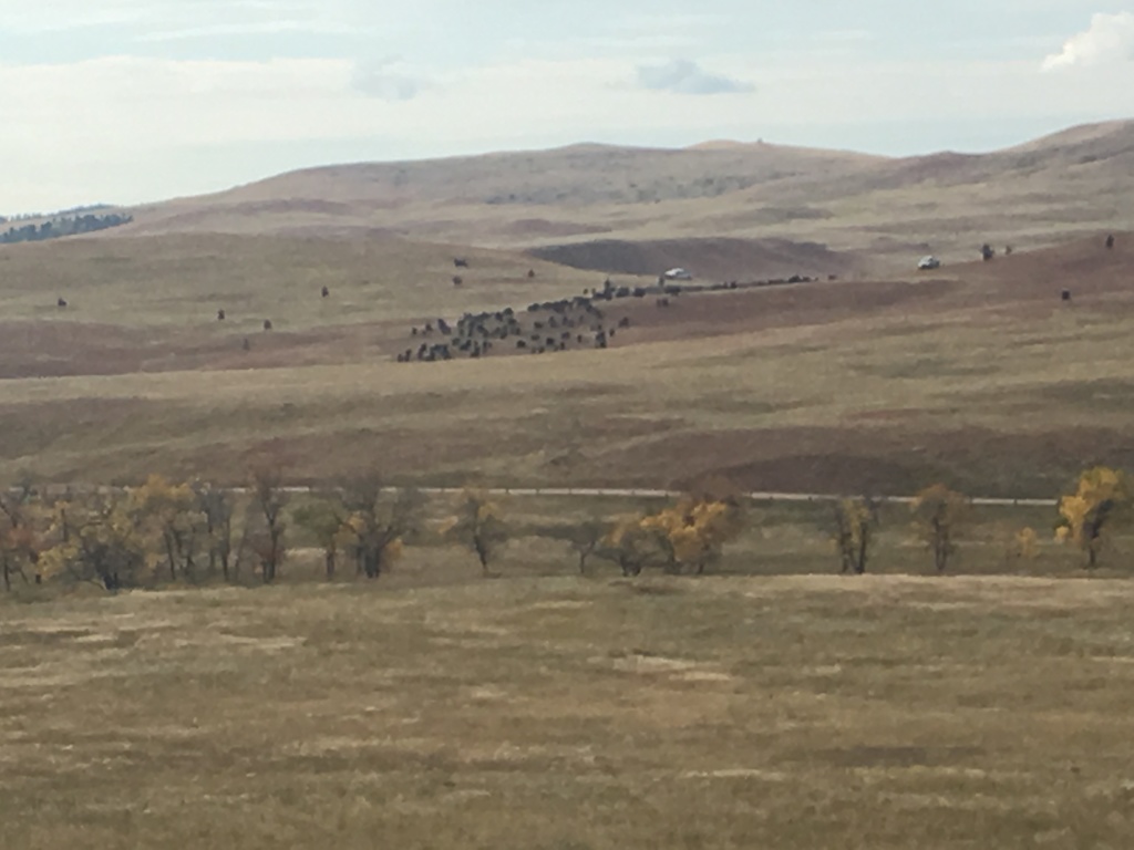 2017/09(September)/Chicago-South-Dakota/1024x768_2017-09-29-Custer-State-Park-Buffalo-Roundup-09.JPG