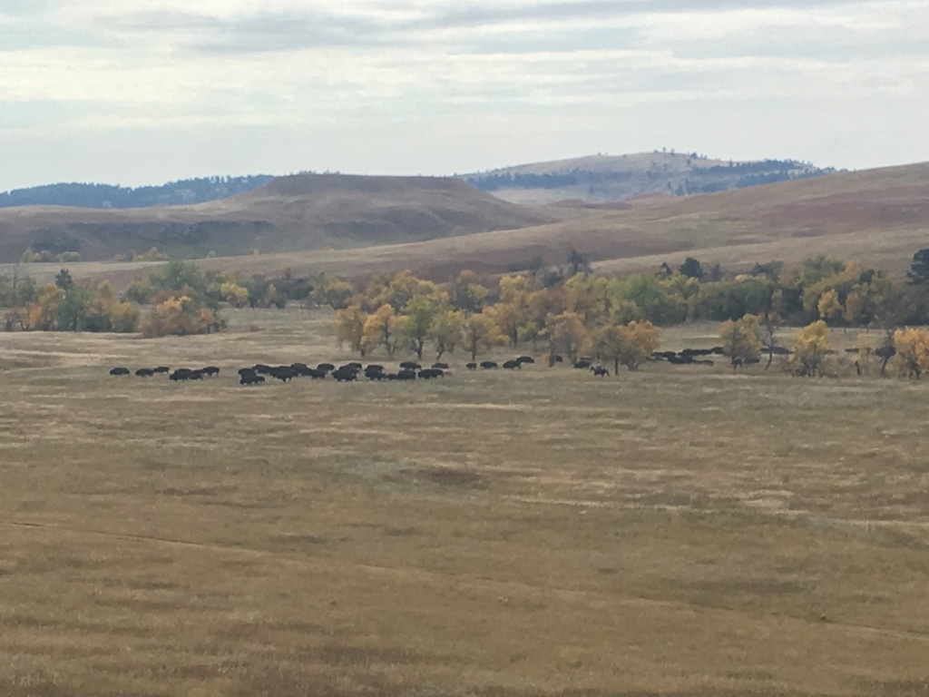 2017/09(September)/Chicago-South-Dakota/1024x768_2017-09-29-Custer-State-Park-Buffalo-Roundup-14.JPG