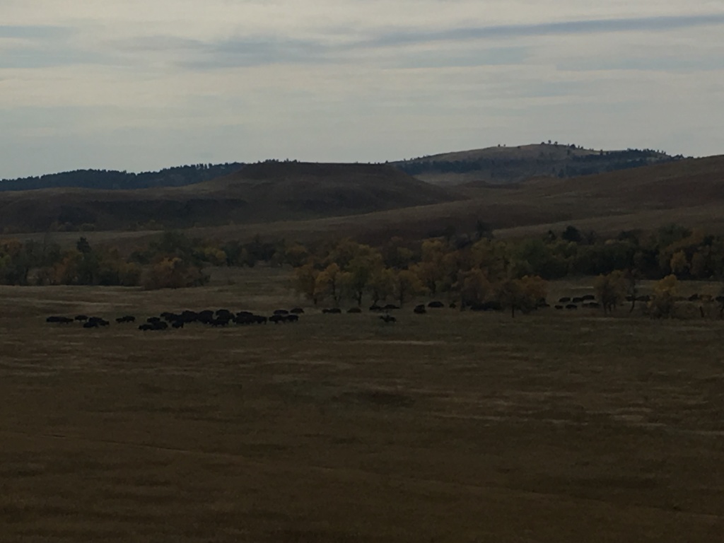 2017/09(September)/Chicago-South-Dakota/1024x768_2017-09-29-Custer-State-Park-Buffalo-Roundup-15.JPG