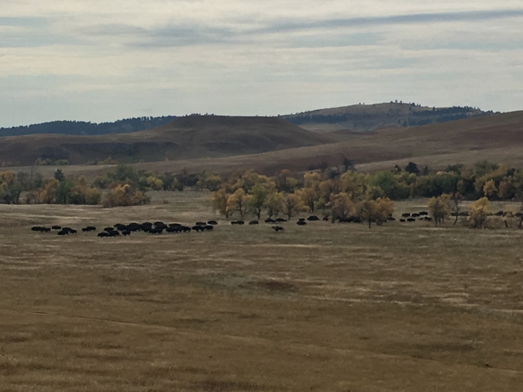 2017/09(September)/Chicago-South-Dakota/1024x768_2017-09-29-Custer-State-Park-Buffalo-Roundup-16.JPG